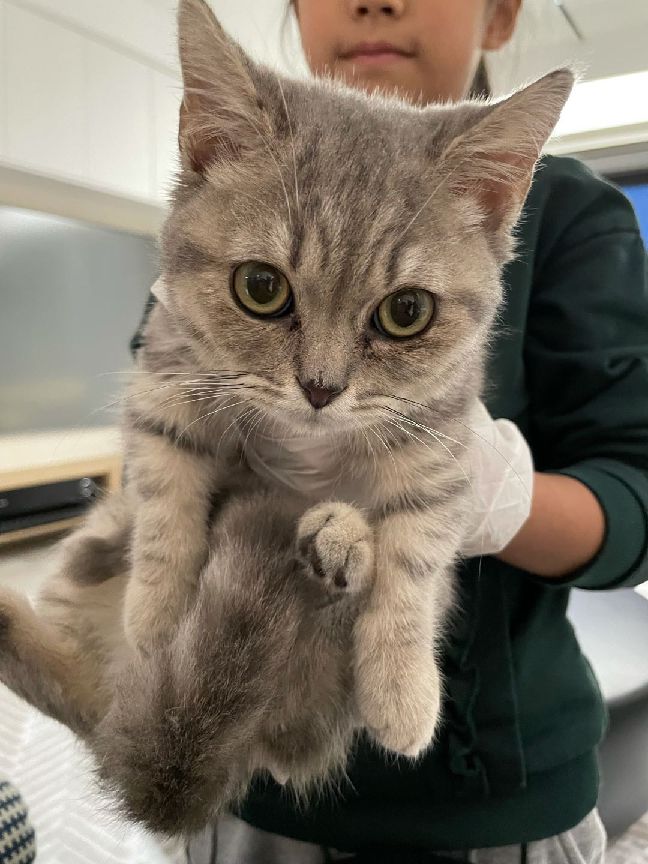 猫图片|宠物猫|猫咪|