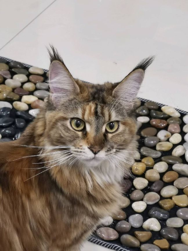 猫图片|宠物猫|猫咪|