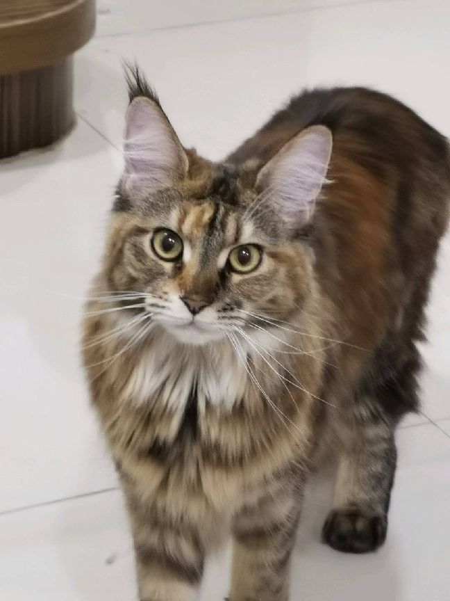 猫图片|宠物猫|猫咪|