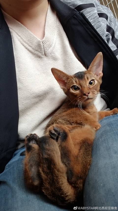 猫图片|宠物猫|猫咪|