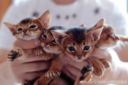 猫图片|宠物猫|猫咪|