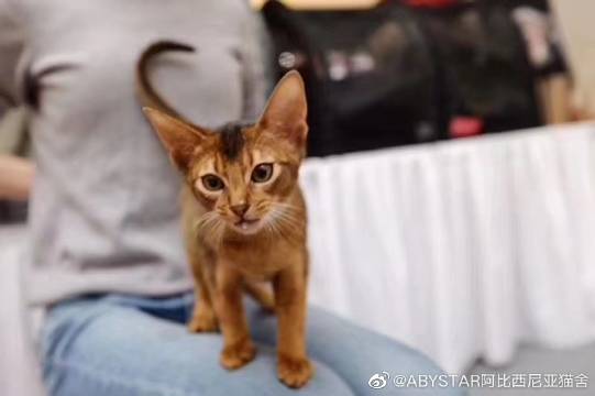 猫图片|宠物猫|猫咪|
