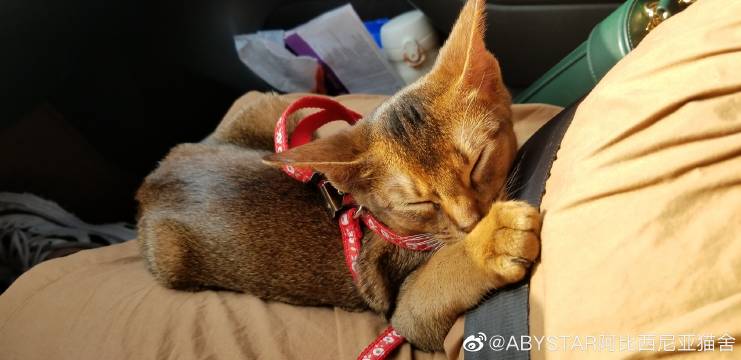 猫图片|宠物猫|猫咪|