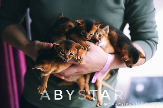 猫图片|宠物猫|猫咪|