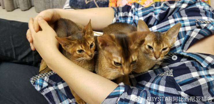 猫图片|宠物猫|猫咪|