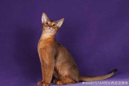 猫图片|宠物猫|猫咪|