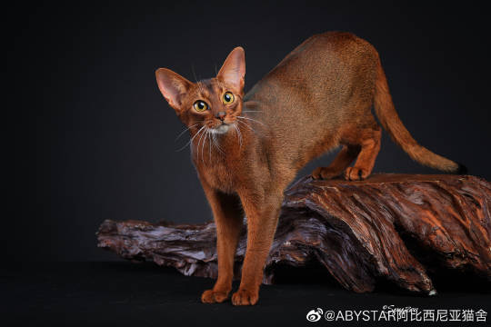 猫图片|宠物猫|猫咪|