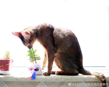 猫图片|宠物猫|猫咪|