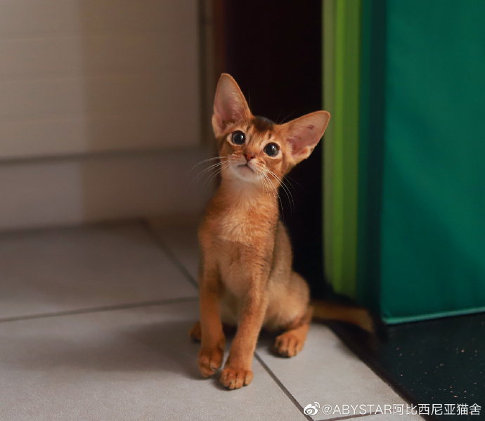 猫图片|宠物猫|猫咪|