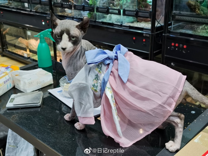 猫图片|宠物猫|猫咪|