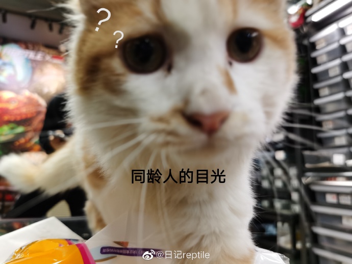猫图片|宠物猫|猫咪|
