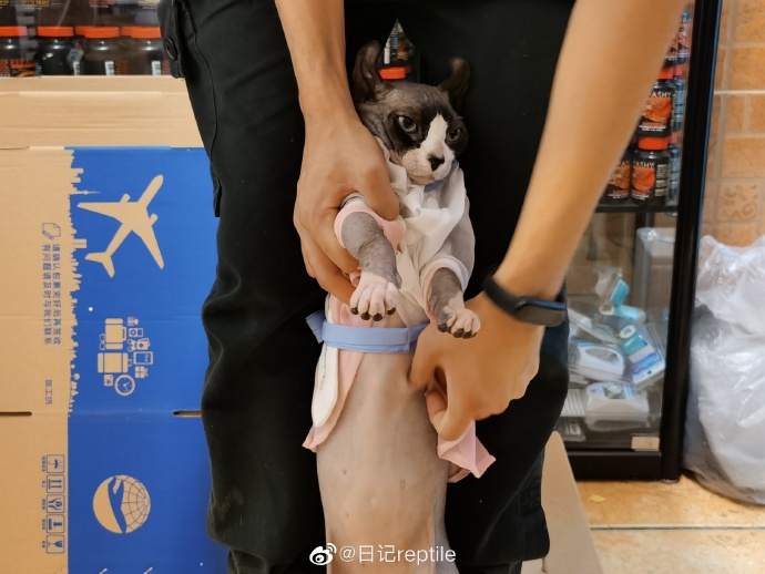 猫图片|宠物猫|猫咪|