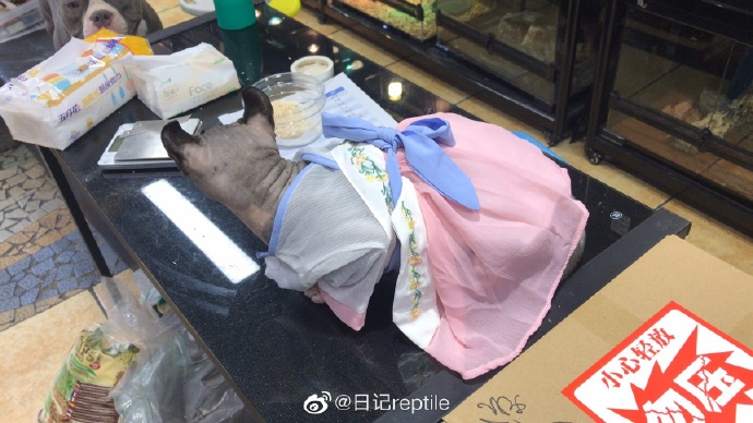 猫图片|宠物猫|猫咪|