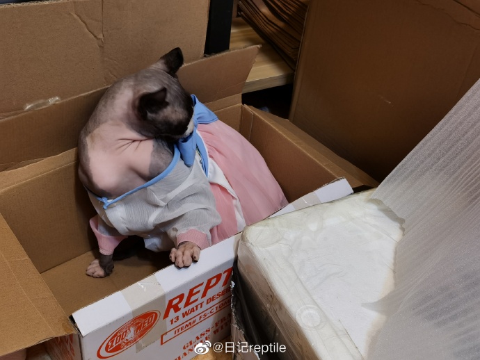 猫图片|宠物猫|猫咪|