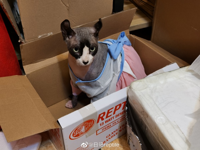 猫图片|宠物猫|猫咪|