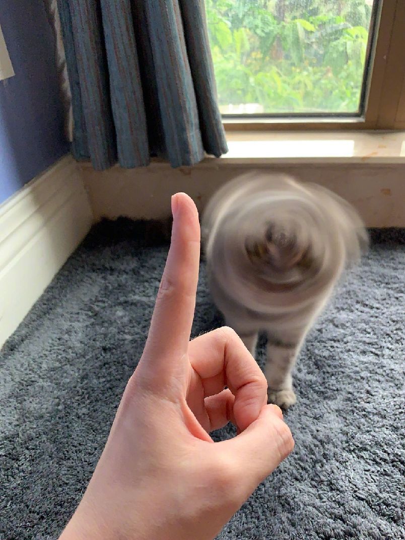 猫图片|宠物猫|猫咪|