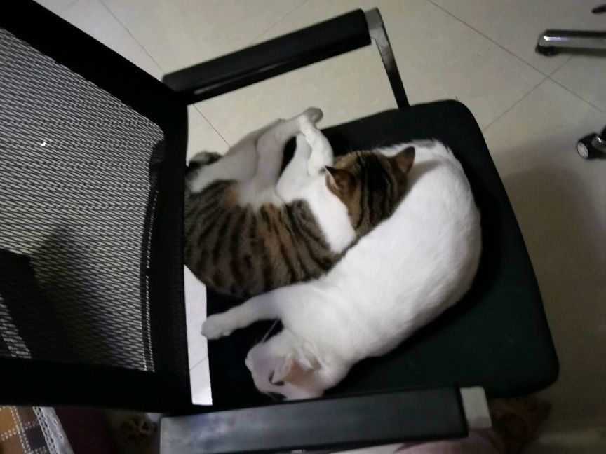 猫图片|宠物猫|猫咪|