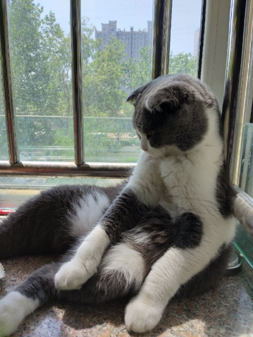 猫图片|宠物猫|猫咪|