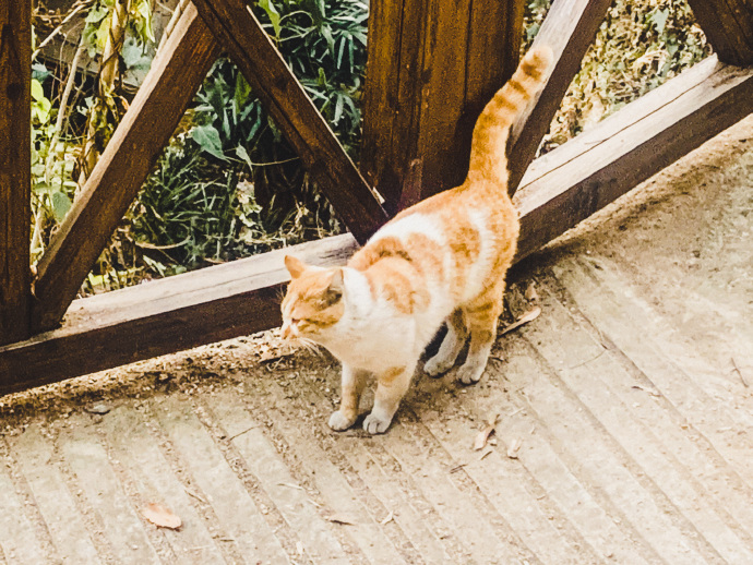 猫图片|宠物猫|猫咪|