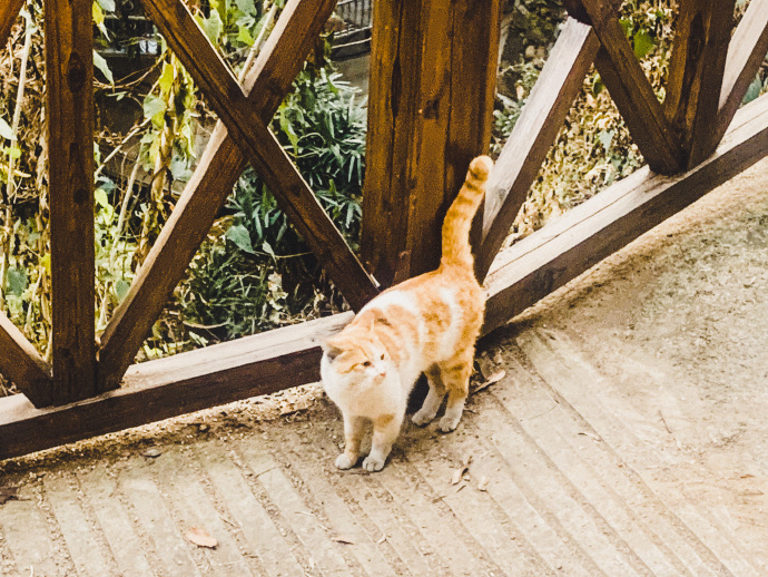 猫图片|宠物猫|猫咪|