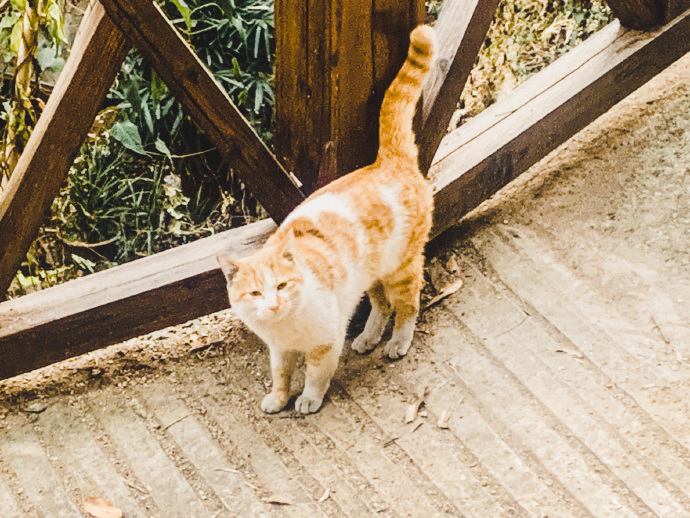 猫图片|宠物猫|猫咪|
