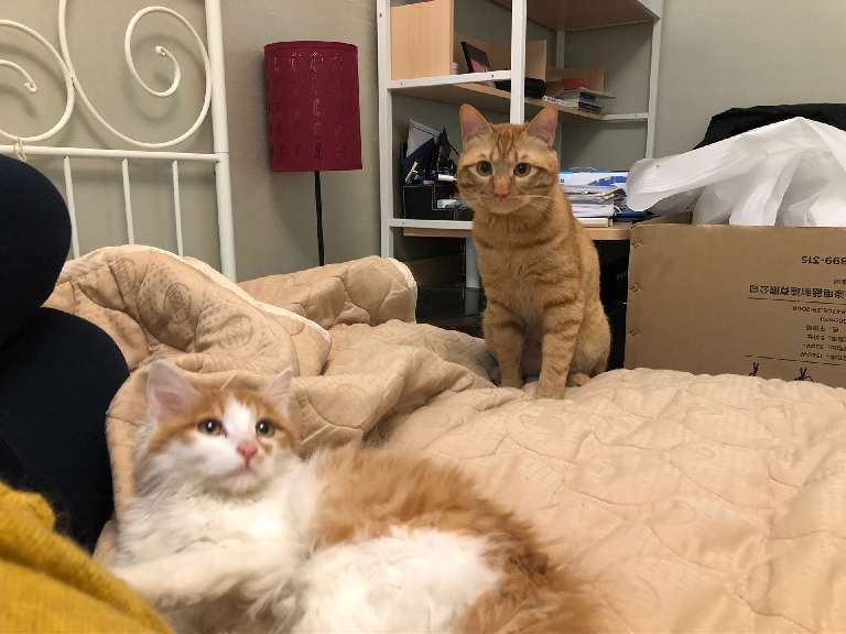 猫图片|宠物猫|猫咪|