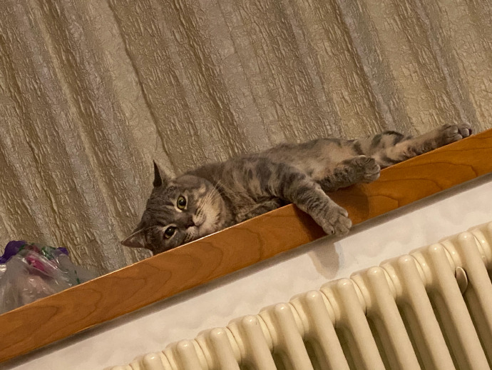 猫图片|宠物猫|猫咪|