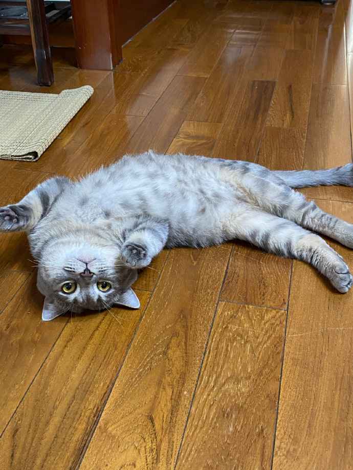 猫图片|宠物猫|猫咪|