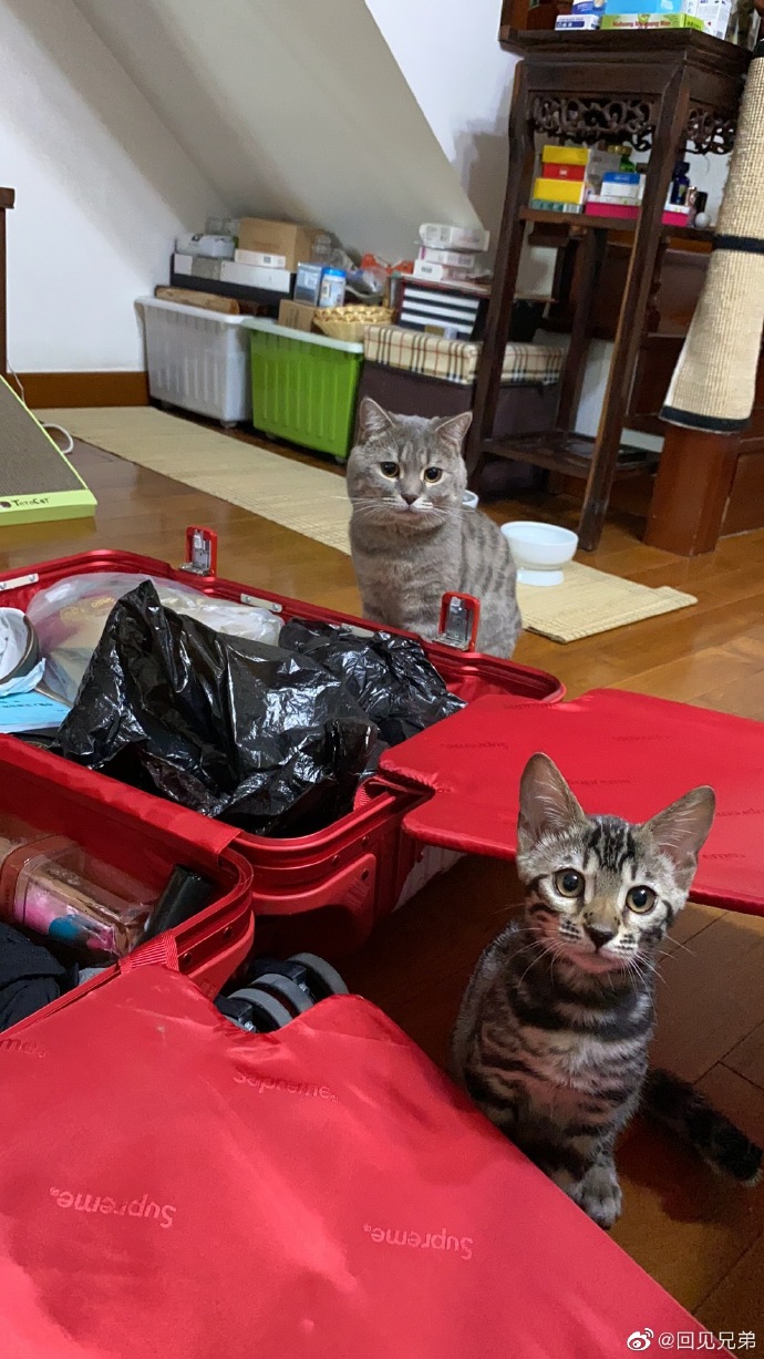 猫图片|宠物猫|猫咪|