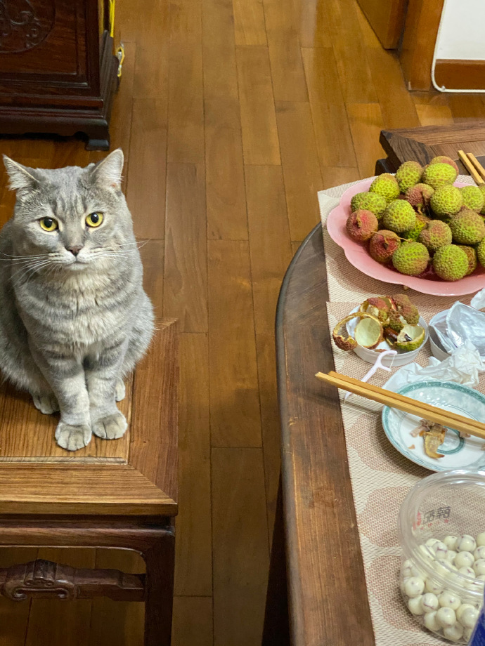 猫图片|宠物猫|猫咪|