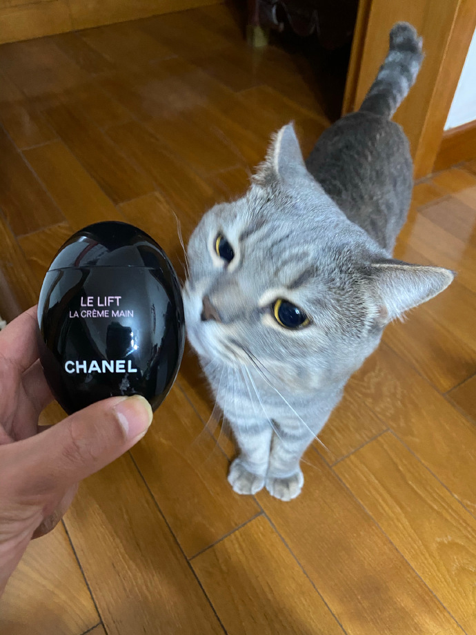 猫图片|宠物猫|猫咪|