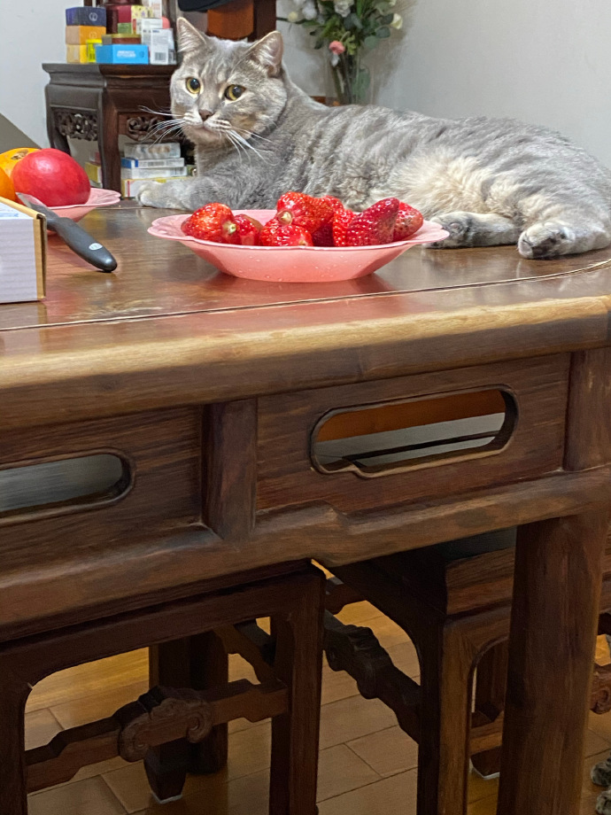 猫图片|宠物猫|猫咪|