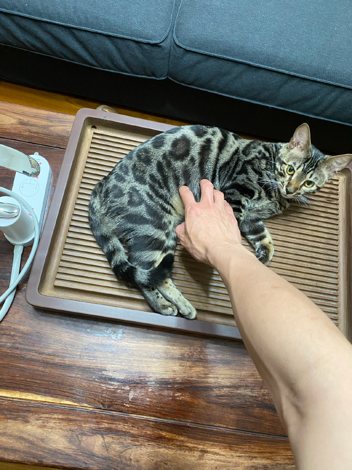 猫图片|宠物猫|猫咪|