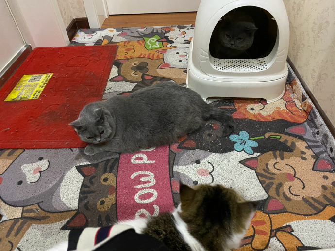 猫图片|宠物猫|猫咪|