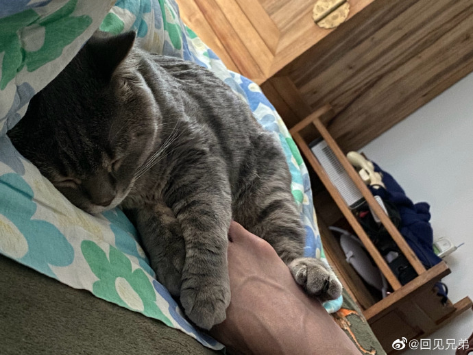 猫图片|宠物猫|猫咪|