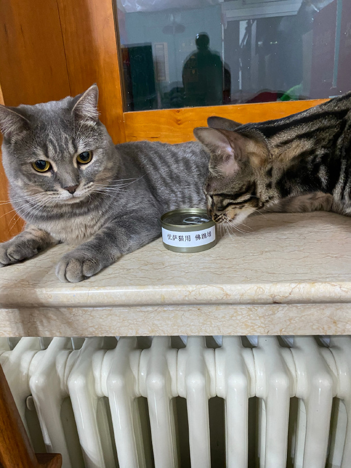 猫图片|宠物猫|猫咪|