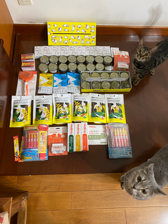 猫图片|宠物猫|猫咪|