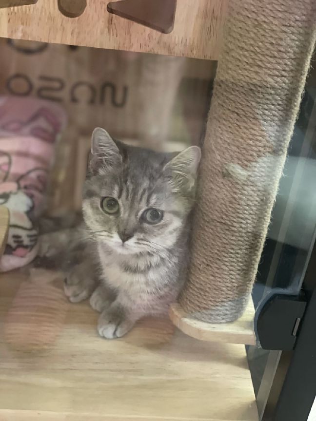 猫图片|宠物猫|猫咪|