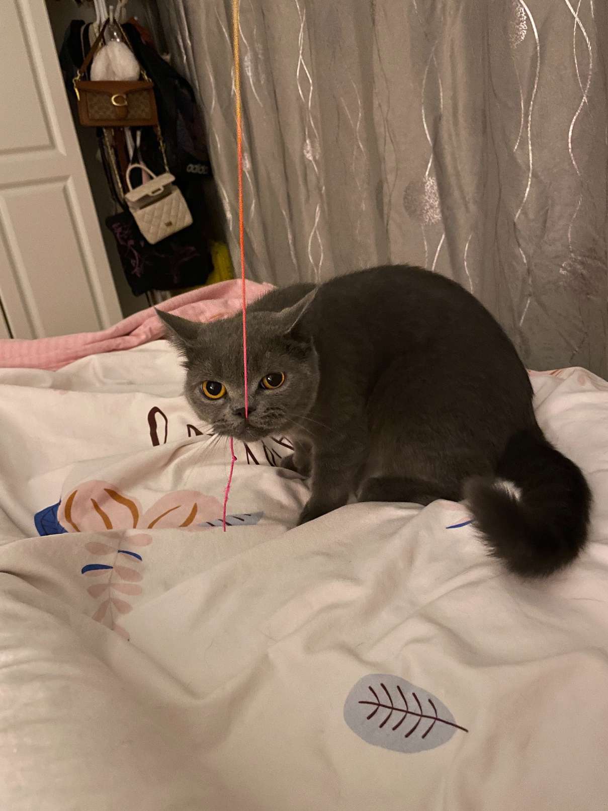 猫图片|宠物猫|猫咪|