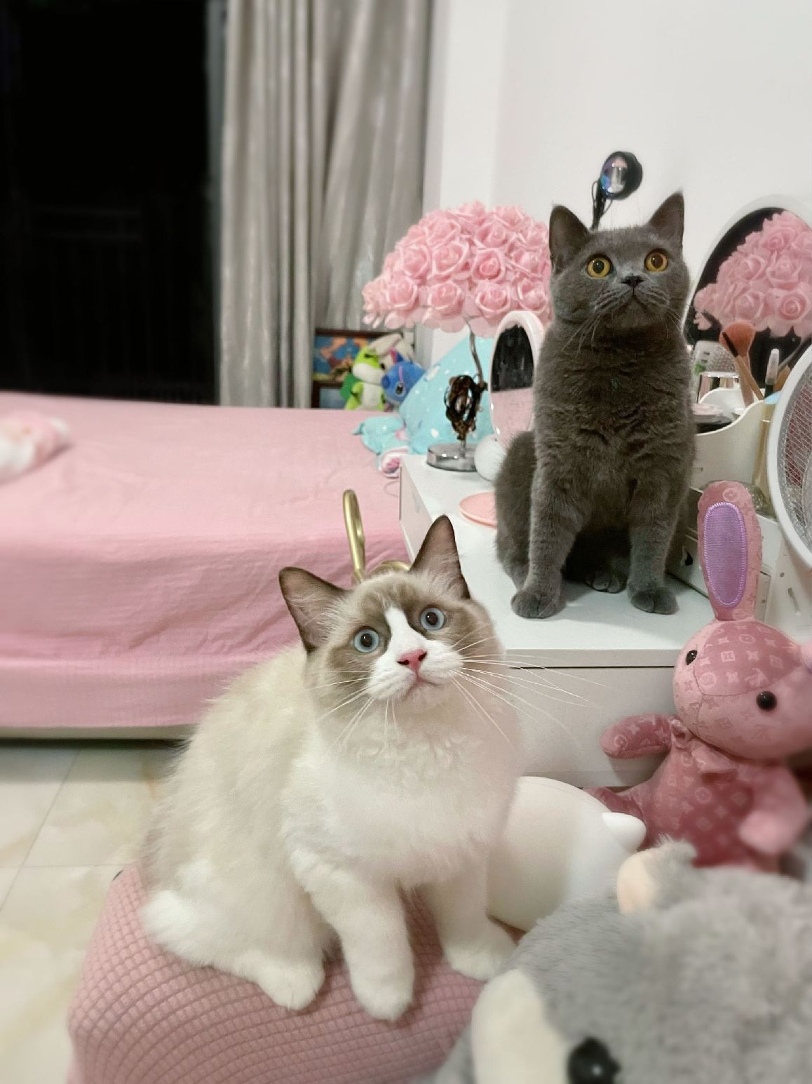 猫图片|宠物猫|猫咪|