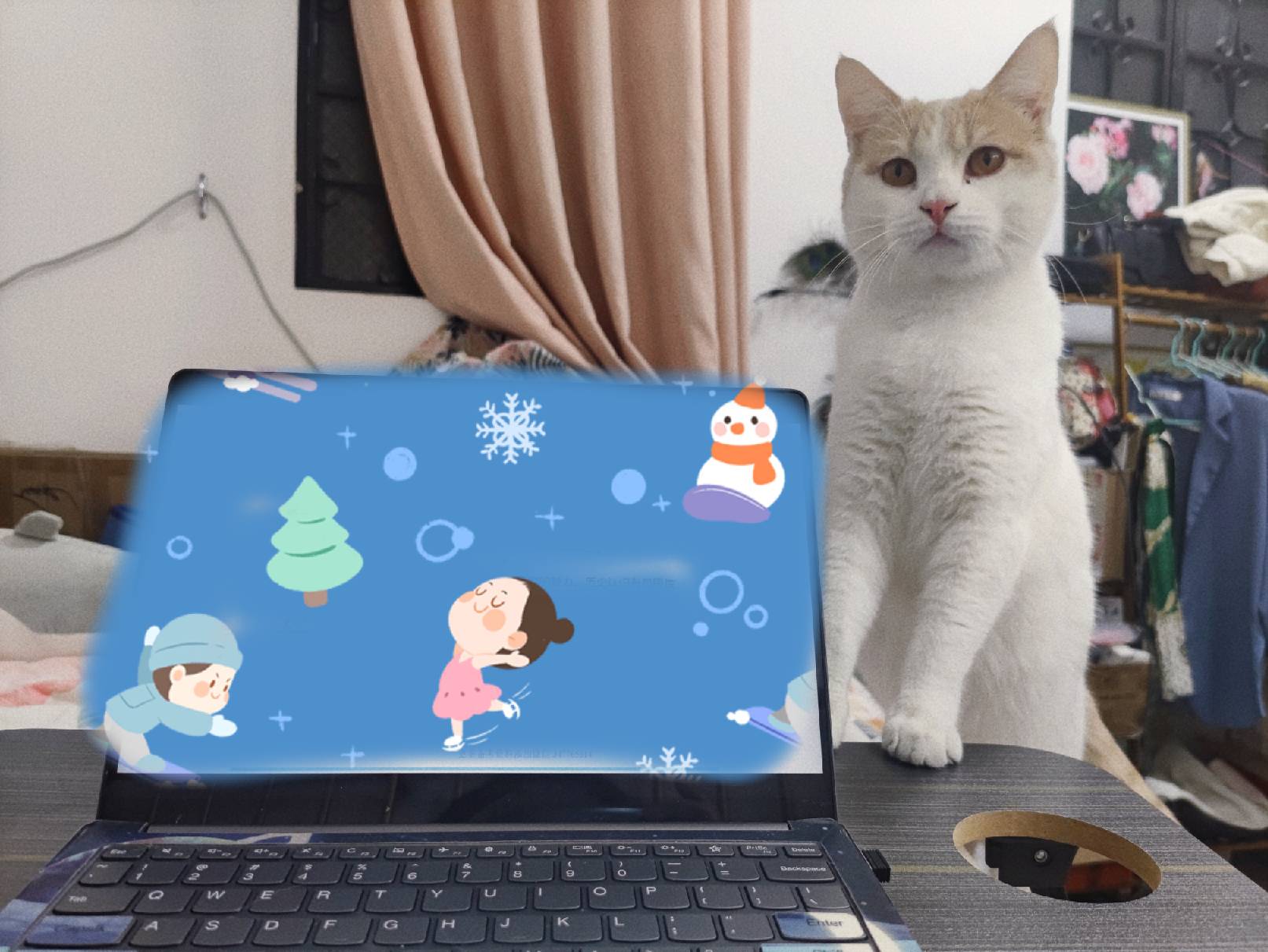 猫图片|宠物猫|猫咪|