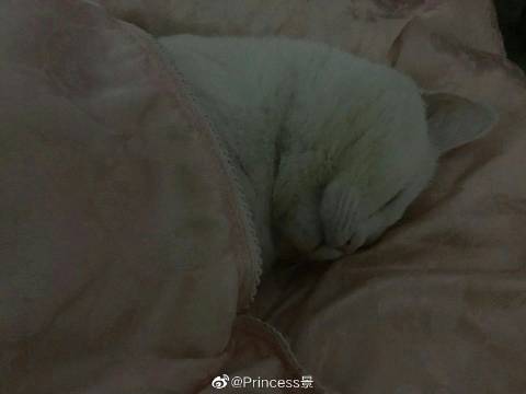 猫图片|宠物猫|猫咪|