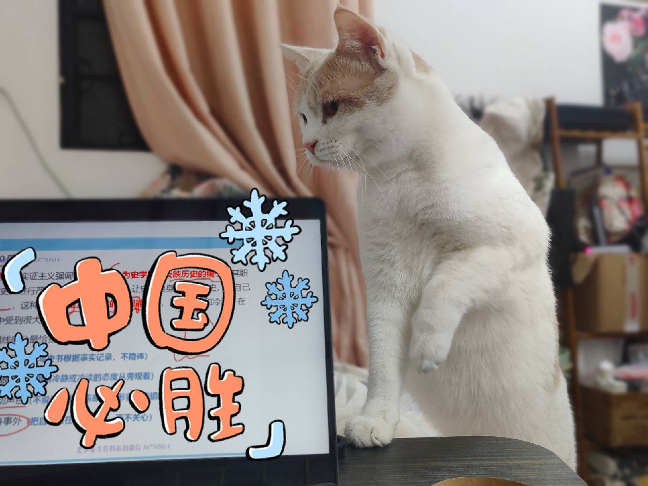 猫图片|宠物猫|猫咪|