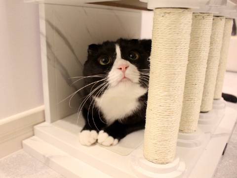 猫图片|宠物猫|猫咪|