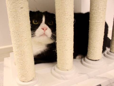 猫图片|宠物猫|猫咪|