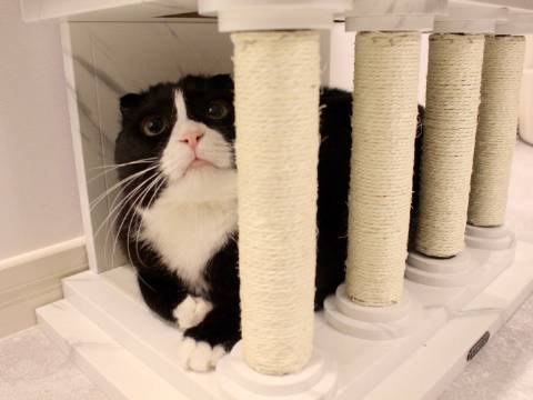 猫图片|宠物猫|猫咪|