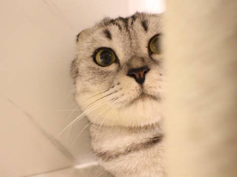 猫图片|宠物猫|猫咪|