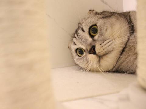 猫图片|宠物猫|猫咪|