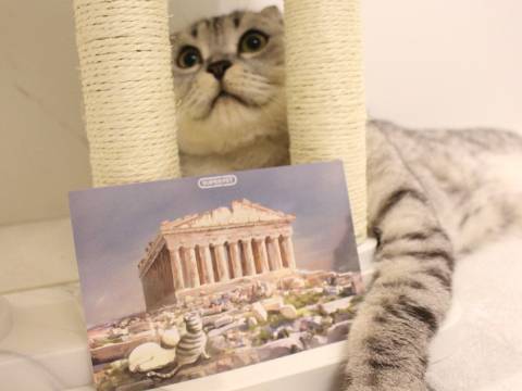 猫图片|宠物猫|猫咪|