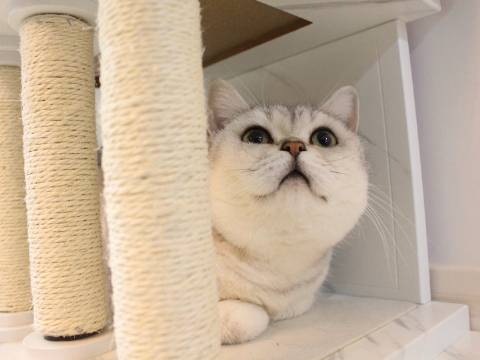 猫图片|宠物猫|猫咪|